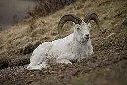 Dall Sheep ram (male adult)
