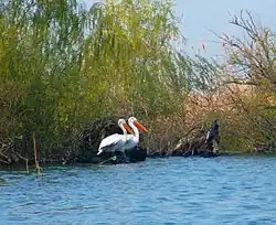 Danube Delta