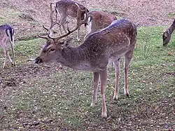 Fallow deer
