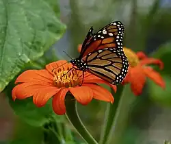 Danaus plexippus nectaring on Mexican sunflower (Tithonia rotundifolia)
