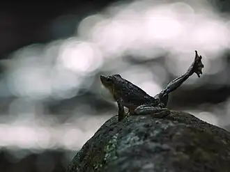 Micrixalus kottigeharensis displaying foot-flagging behaviour