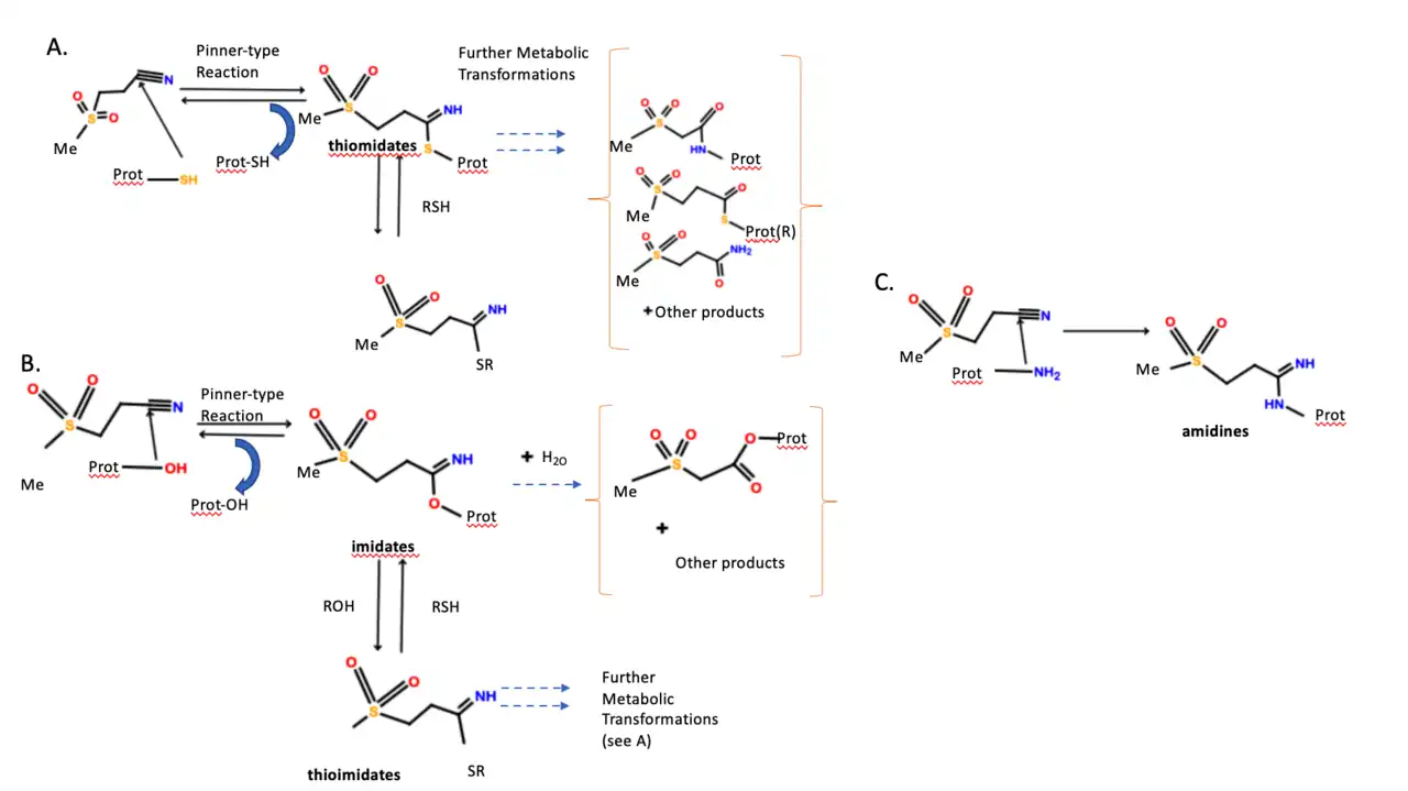 Dapansutrile mechanism of action. A. Reaction pathway with sulfur. B. Reaction pathway with oxygen. C. Reaction pathway with nitrogen.[10]