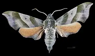 Male dorsal
