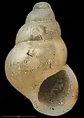 Powellisetia porcellana