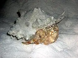 Dardanus tinctor
