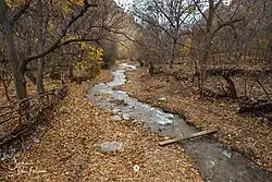 Darde in Autumn