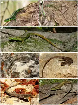 Darevskia chlorogaster (B; photo by M. Auer)