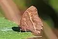 female M. m. mineus, dry season form, Nepal
