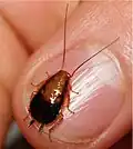 Darker colored nymph.