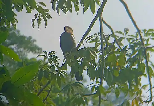 A darter by the Brahmaputra River