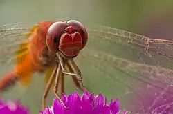 Image 55Numerous species of Dragonflies are native in Bangladesh. The pictured specimen was photographed at Baldha Garden, Dhaka. Photo Credit: Azim Khan Ronnie