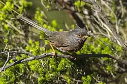 Dartford warbler, Arenzano
