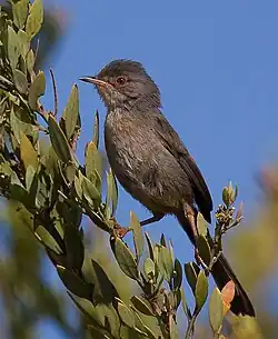 Dartford warbler, Andalusia