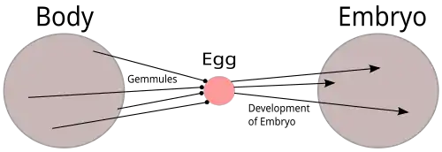 Image 5Diagram of Charles Darwin's pangenesis theory. Every part of the body emits tiny particles, gemmules, which migrate to the gonads and contribute to the fertilised egg and so to the next generation. The theory implied that changes to the body during an organism's life would be inherited, as proposed in Lamarckism. (from History of genetics)