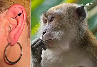 Left: Darwin's tubercle. Right: the homologous point in a macaque.