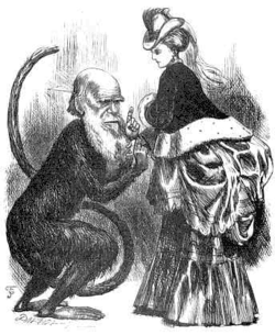 A caricature of Charles Darwin contemplating a bustle as a curiosity of natural history, from Fun, 16 November 1872
