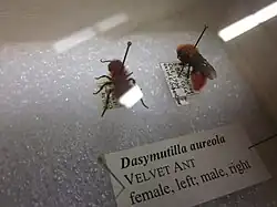 Two preserved Dasymutilla aureola specimens from a museum
