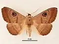 Male, dorsal view