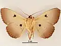 Male, ventral view