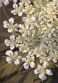 The flowers have five petals, five stamens, and an entire calyx.