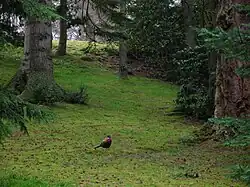One of the many pheasants within the grounds