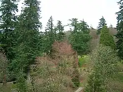 Douglas Firs and other mature conifers