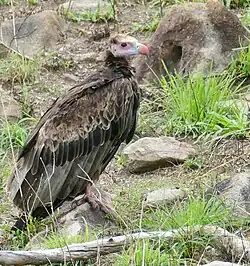 Immature, at Kruger National Park