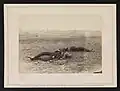 Confederate Dead Antietam Maryland 1862 incorrectly identified and sold as taken near "Burnsides Bridge";[20]