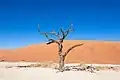 A dried out camel thorn (Vachellia erioloba) in Deadvlei