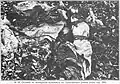 Dead Bulgarian infants in the Armaganska Valley, 1913
