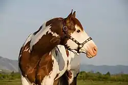 2009 liver chestnut APHA/AQHA Stallion owned by Blake Jamison