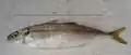Similar specimen collected near Santos, Brazil.