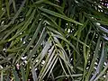 The long lanceolate to sometimes falcate leaves of A. falcatus.
