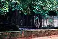 Deer, Mirpur Zoo