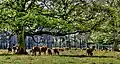 Deer park