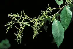 Branch with two green leaves and a number of spikes with numerous tiny flowers
