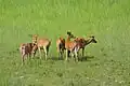 Deers at Bardiya National Park