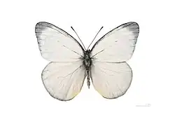 Male, dorsal side