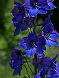 Delphinieae: Delphinium elatum hybrid