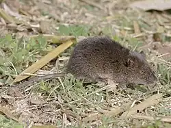 Brown mouse