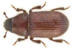 Adult