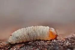 Larva