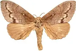 Pinned Female