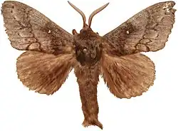 Pinned Male