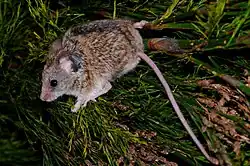 Brown mouse