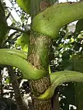Young stem, showing attachment of bases of long, deeply-grooved petioles (Temperate House, Kew Gardens)
