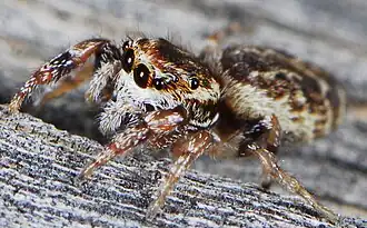 D. hararensis