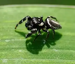 male from Argentina