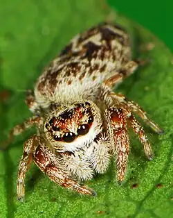 D. silvestris