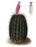 Plate as Echinopsis rhodocantha in Blühende Kakteen - Iconographia Cactacearum Tafel 16 (1904)